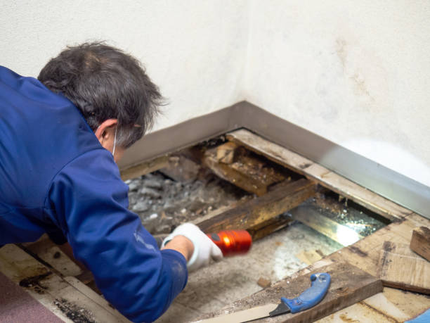 Best Crawl Space Mold Remediation in West Lealman, FL