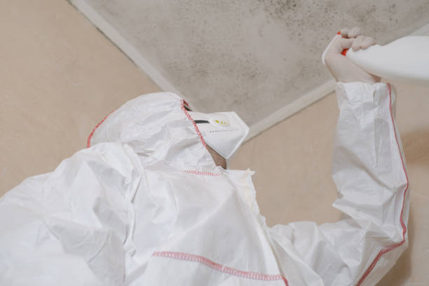 Best Residential Mold Remediation in West Lealman, FL