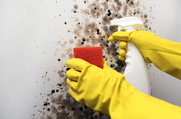 Best Basement Mold Remediation in West Lealman, FL