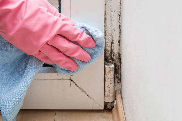 Best Commercial Mold Remediation in West Lealman, FL